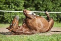 Horse lay on back and having fun to roll in sand