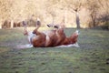 Horse lay on back and having fun to roll in sand