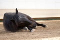 Horse lay and roll in sand. happy dust bathing horses on ground