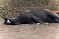 Horse lay on ground to sleep outside. Lazy black horse donÃÂ´t want to go for a ride and dreaming 