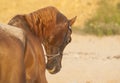 horse in a leather halter with chain Royalty Free Stock Photo