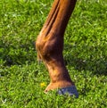 Horse leg close-up Royalty Free Stock Photo