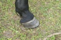 Horse leg with hoof. Skin of chestnut horse. Animal hoof closeup.