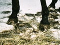 Horse leg prints in winter field runs free