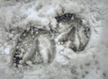 Horse leg prints in winter field runs free