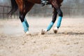 Horse legs close up