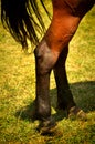 Horse legs