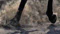 Horse legs in grey dust, detail of horse hoof in dusty gravel. Horse in motion