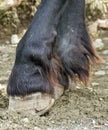 Horse legs in the mud