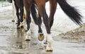 horse legs running on a wet road Royalty Free Stock Photo