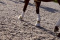 Horse legs in special protection. Bandages, bells or leggings on the legs of the horse. Royalty Free Stock Photo