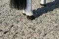 Horse legs in special protection. Bandages, bells or leggings on the legs of the horse. Royalty Free Stock Photo