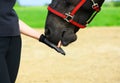 The horse is licking the female palm in outdoors, the natural horsemanship Royalty Free Stock Photo