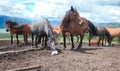 Horse licking salt Royalty Free Stock Photo