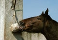 Horse Licking Salt Royalty Free Stock Photo