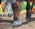 Horse licking salt