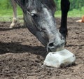 Horse licking salt