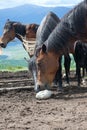 Horse licking salt