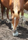 Horse licking salt