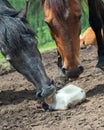 Horse licking salt Royalty Free Stock Photo
