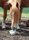 Horse licking salt