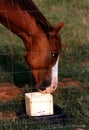 Horse Licking Salt Royalty Free Stock Photo