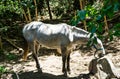 A horse licking water from a stone