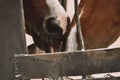 Horse licks another horse through a fence