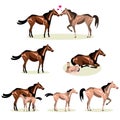 Horse Life with all stages including birth mother and foal colt and adult