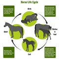 Horse Life Cycle Diagram