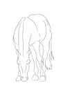 Horse, lines, vector