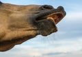 Horse lips against the blue sky closeup Royalty Free Stock Photo