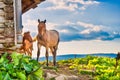 Horse with little foal Royalty Free Stock Photo