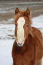 Horse Royalty Free Stock Photo