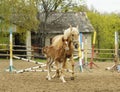 Horse and little red foal running on the sand in the paddock Royalty Free Stock Photo