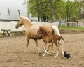 Horse and little red foal running on the sand in the paddock Royalty Free Stock Photo