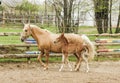 Horse and little red foal running on the sand in the paddock Royalty Free Stock Photo