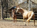 Horse and little red foal running on the sand in the paddock Royalty Free Stock Photo