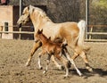 Horse and little red foal running on the sand in the paddock Royalty Free Stock Photo