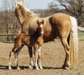 Horse and little red foal running on the sand in the paddock Royalty Free Stock Photo