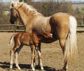 Horse and little red foal running on the sand in the paddock Royalty Free Stock Photo