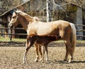 Horse and little red foal running on the sand in the paddock Royalty Free Stock Photo