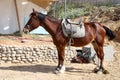 A horse lives on a farm in a Bedouin village in the Negev desert in southern Israel