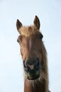 Horse Royalty Free Stock Photo