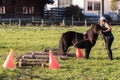 Horse logging with small horses, ponies, pony Royalty Free Stock Photo