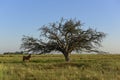 Horse and lonely Royalty Free Stock Photo