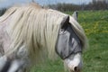 Horse, Long Hair