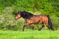 Horse with long mane Royalty Free Stock Photo