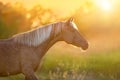 Horse with long mane Royalty Free Stock Photo