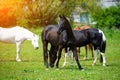 horse with long mane on pasture against beautiful blue sky Royalty Free Stock Photo